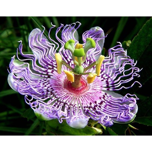 Passiflora Tohumu (Çarkıfelek Tohumu ) 10-15 adet