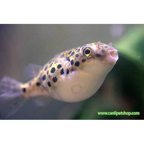 Tatlı Su Puffer (Şişen Balık) Adi Salyangoz Temizleyici 4-5 Cm