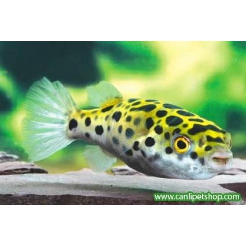 Tatlı Su Puffer (Şişen Balık) Adi Salyangoz Temizleyici 4-5 Cm