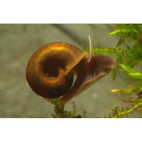 Ramshorn Salyangoz Kahverengi 4 ad