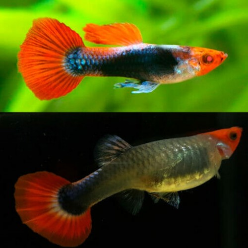 Lepistes Red Tuxedo Koi 10 Ad 0,5-1 Cm