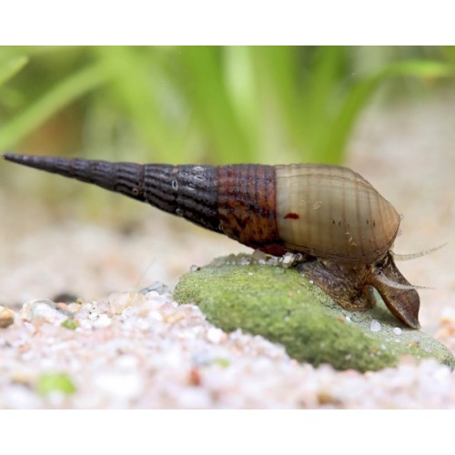 Kısa Burun Salyangoz (Small Nose Snail)1 Adet