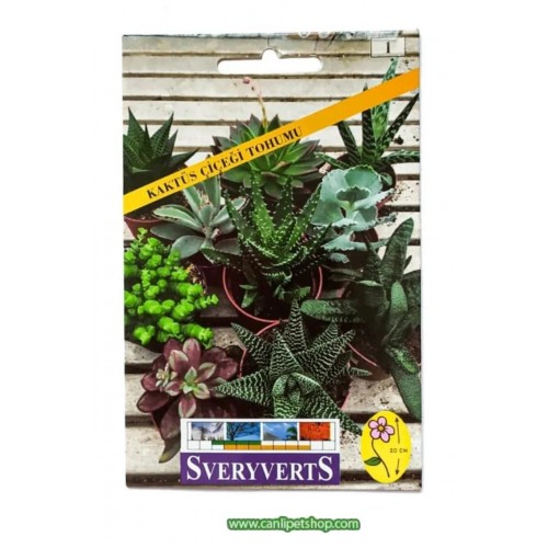 Sukulent Tohumu (Sempervivum Hybridum Mix)10 adet