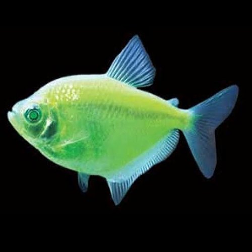 .Tetra  Transgenic  1 Adet 3-4 Cm Yeşil