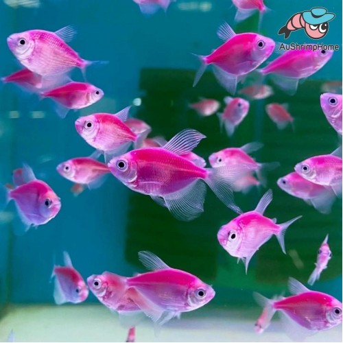 .Tetra Transgenic 1 Adet 3-4 Cm Mor 