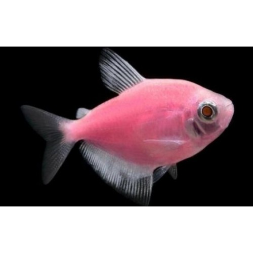 .Tetra  Transgenic 1 Adet 3-4 Cm Pembe