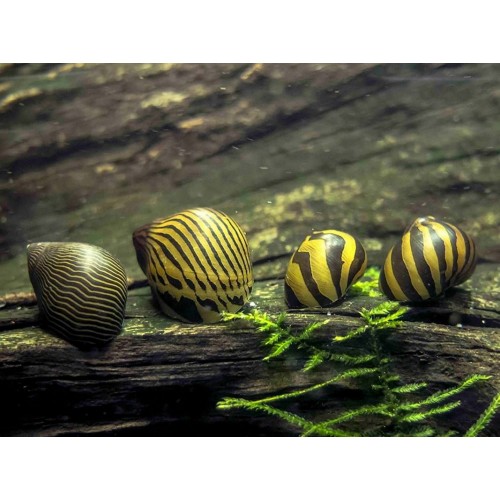 Nerite Salyangoz Tiger 1 Adet 1-3 Cm