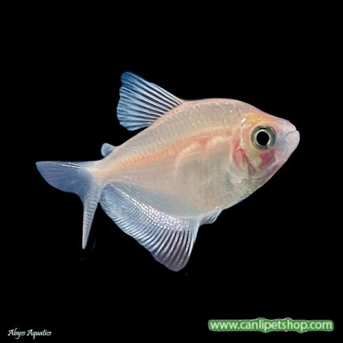 .Tetra  Transgenic 50 Adet 3-4 Cm Beyaz