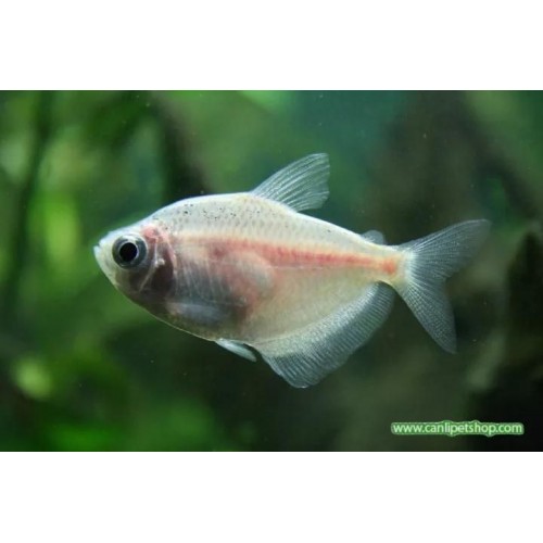 .Tetra  Transgenic 50 Adet 3-4 Cm Beyaz