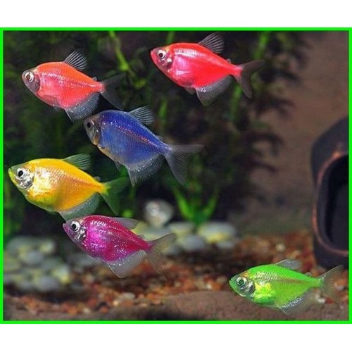 .Transgenic Tetra ve Zebra danio balığı 10 adet Karışık Paket 