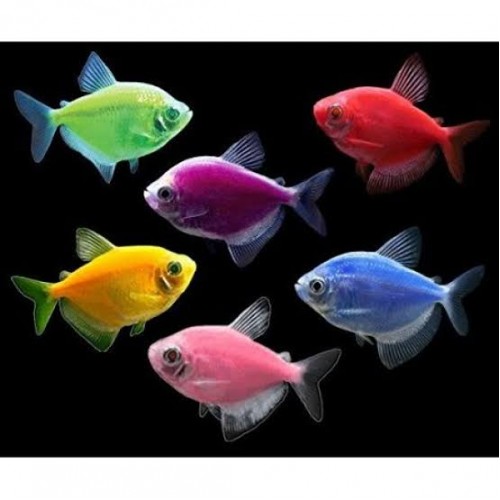 .Tetra Transgenic 10 Adet 3-4 Cm Karışık Renklerde