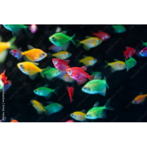 .Tetra Transgenic 1 Adet 3-4 Cm Portakal