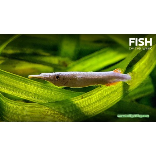 Silver Platinium White Halfbeak Cüce Zargana 3 Adet 3-5 cm Trio 1 Erkek 2 Dişi