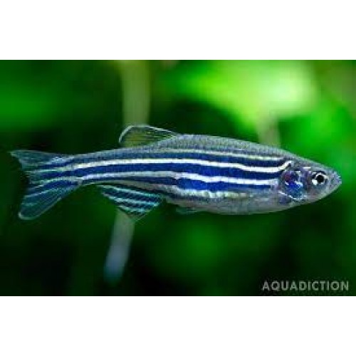 Zebra Danio Blue Bakımı Kolay 1 Ad 3-4 Cm (Transgenic)