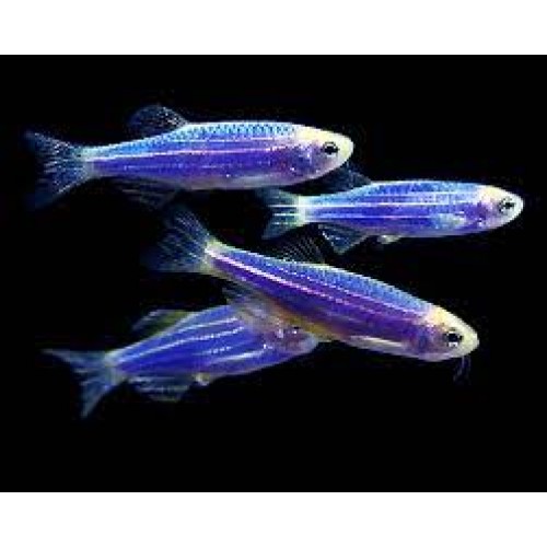 Zebra Danio Blue Bakımı Kolay 1 Ad 3-4 Cm (Transgenic)