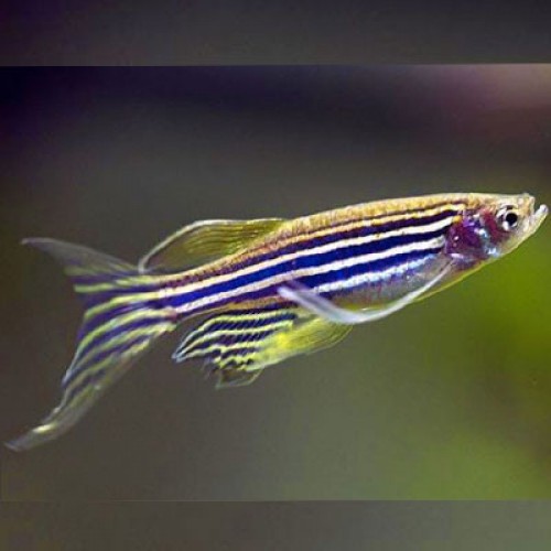 Zebra Danio Gümüş Bakımı Kolay 10 Ad 2-3 Cm