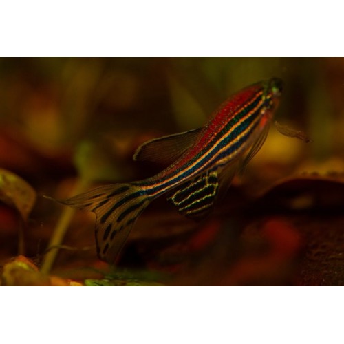 Zebra Danio Gümüş Bakımı Kolay 10 Ad 2-3 Cm