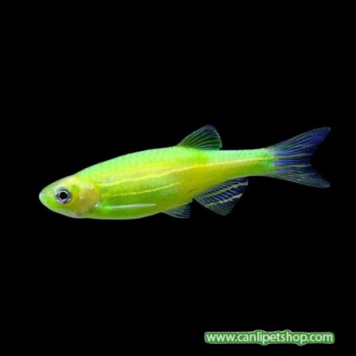 .Zebra Danio Yeşil Bakımı Kolay 10 Ad 3-4 Cm (Transgenic)