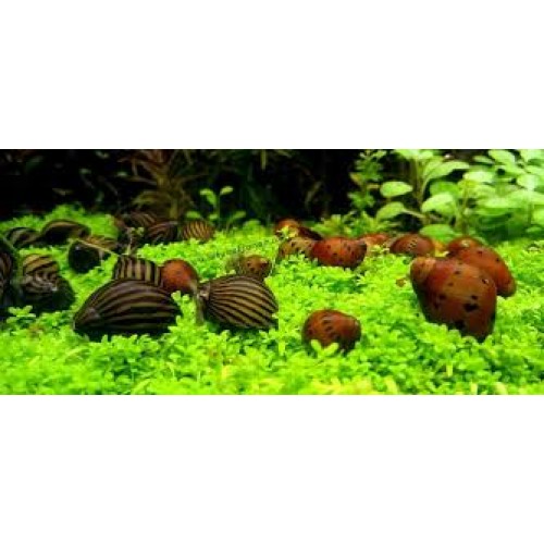 Nerite Salyangoz Zebra 1 Adet iri Boy