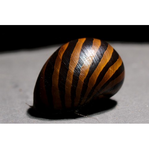 Nerite Salyangoz Zebra 1 Adet iri Boy